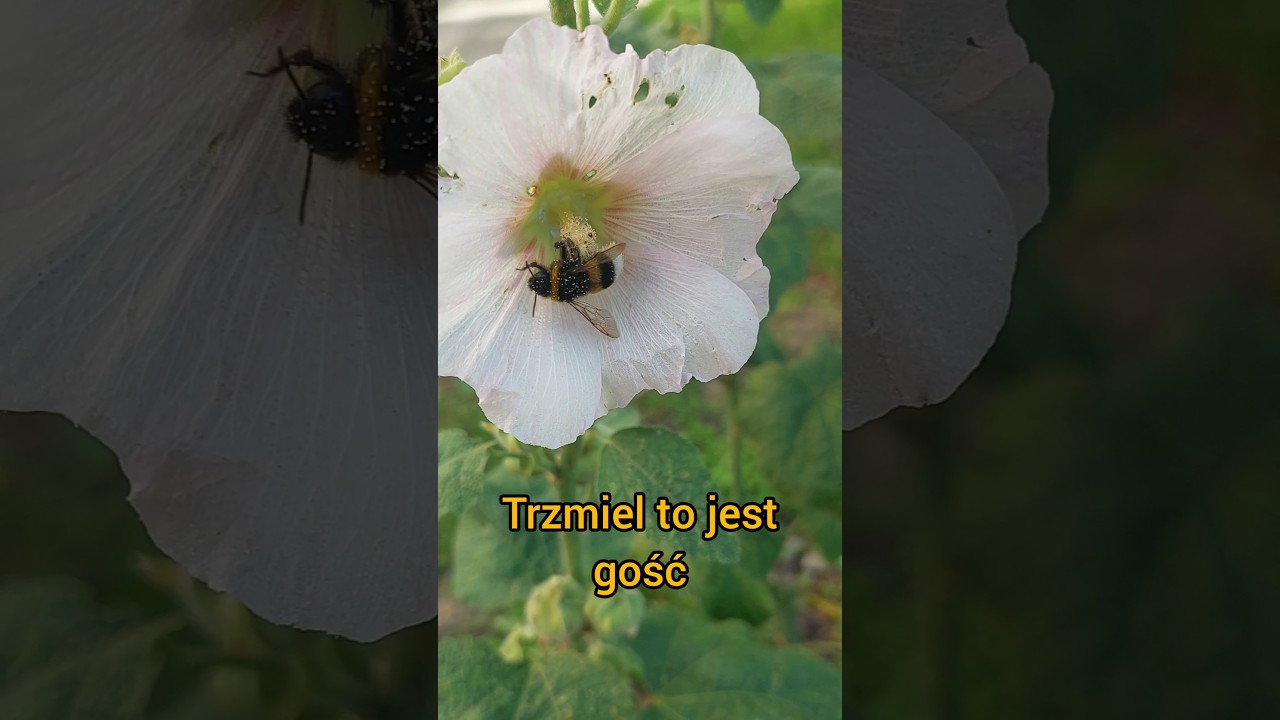 Co trzmiel ma do malwy