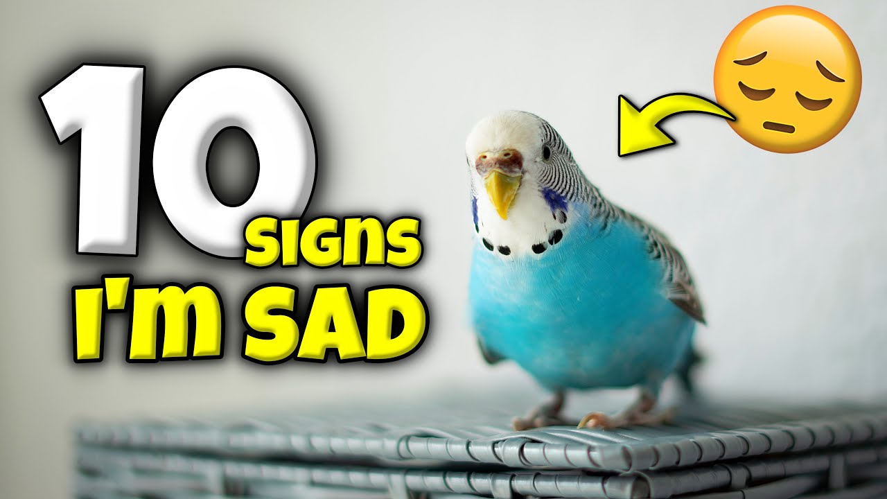All 10 Signs Your Bird is Secretly Sad