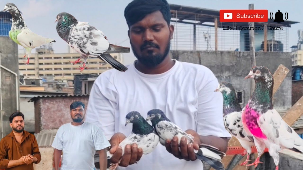 teddy kabootar for sale Mumbai #mumbai #pigeon #kabootar #yunus