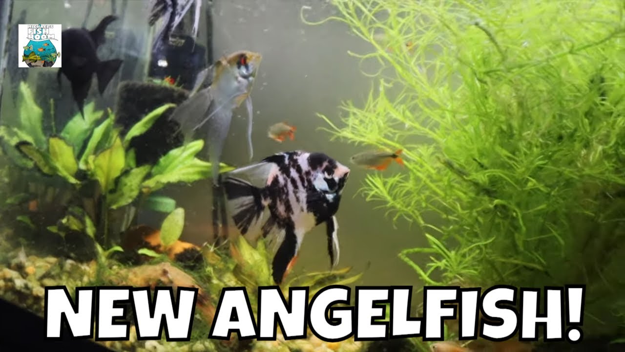 New Angel Fish!