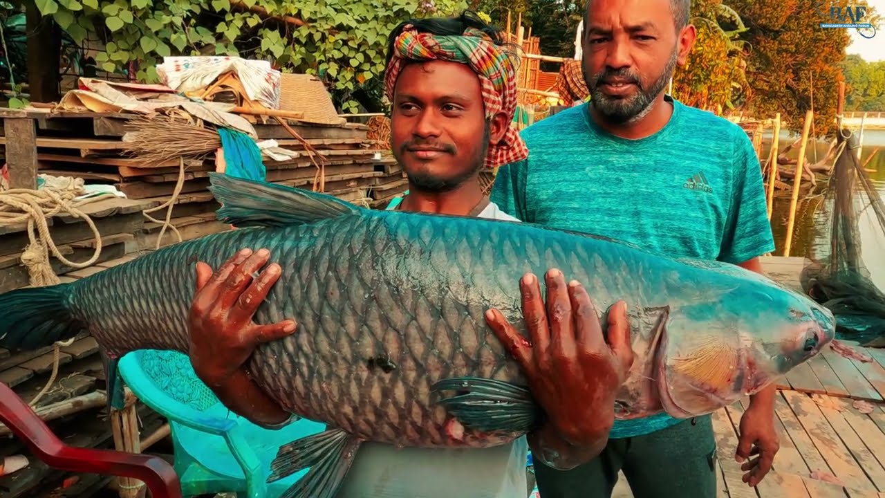 Fishermen Hunt Massive 80 Pound Monster Black Carp Fish Using Fishing Net