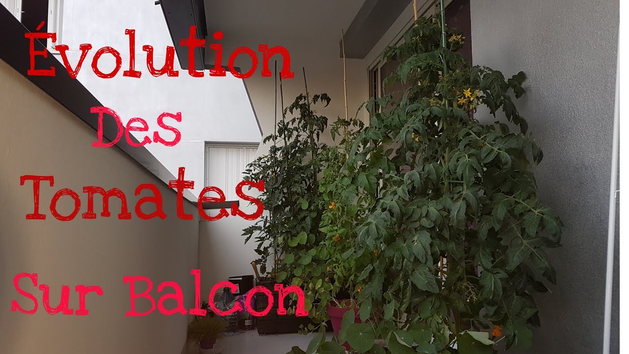 TOMATE SUR BALCON EVOLUTION ACT 3