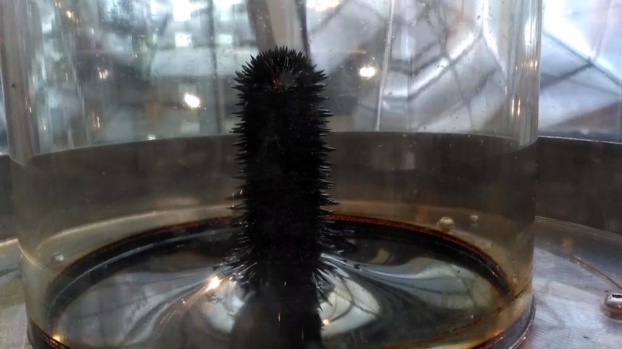 Ferrofluid | Ciecz magnetyczna | Centrum Nauki Kopernik w Warszawie | Magnetic liquid