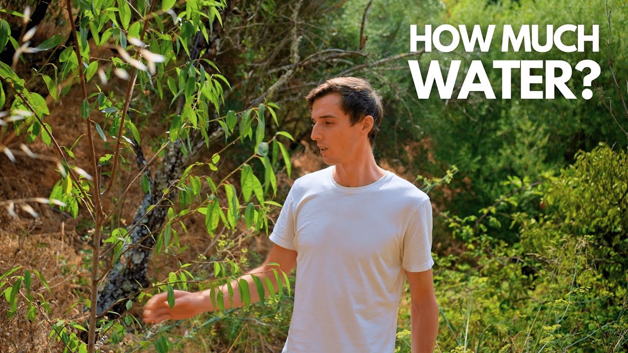 How to make your fruit trees stronger | BEST tips for watering