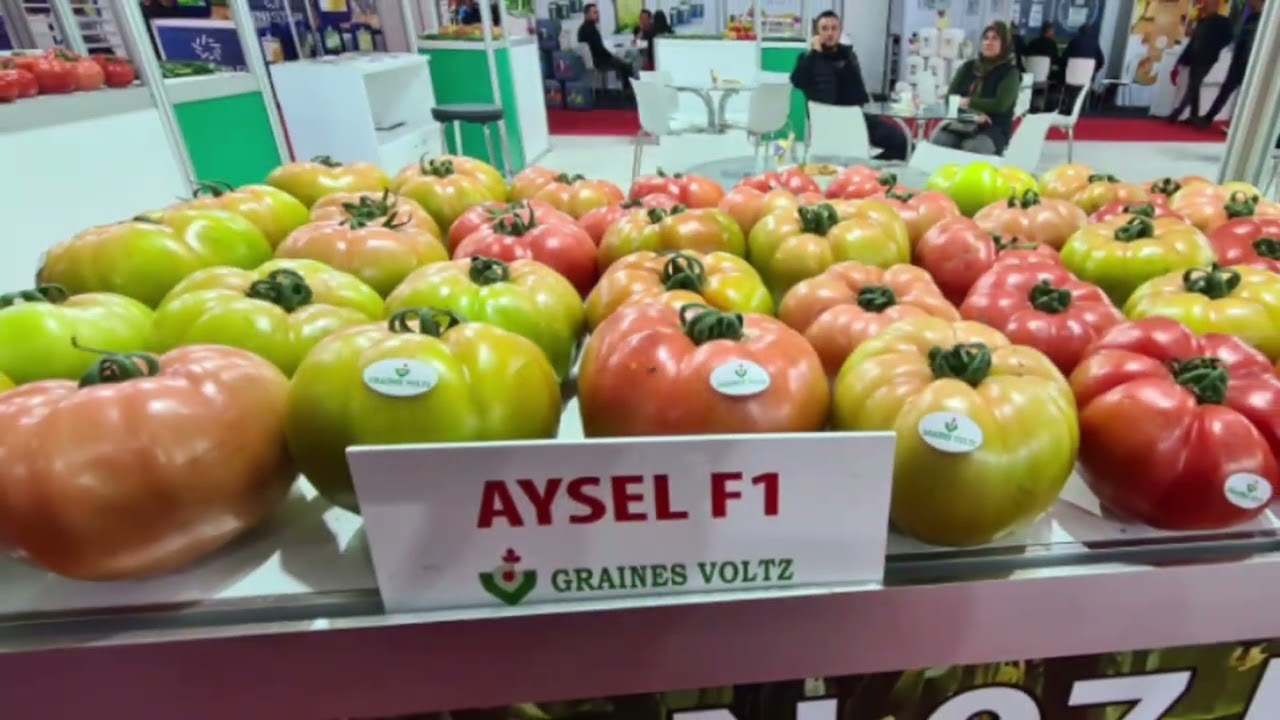 GRAINES VOLTZ TURKEY TEAM - ANTALYA / FİNİKE, HASYURT FUARI