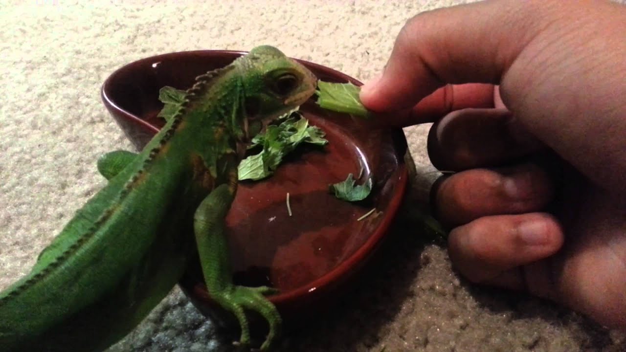How to hand feed your iguana