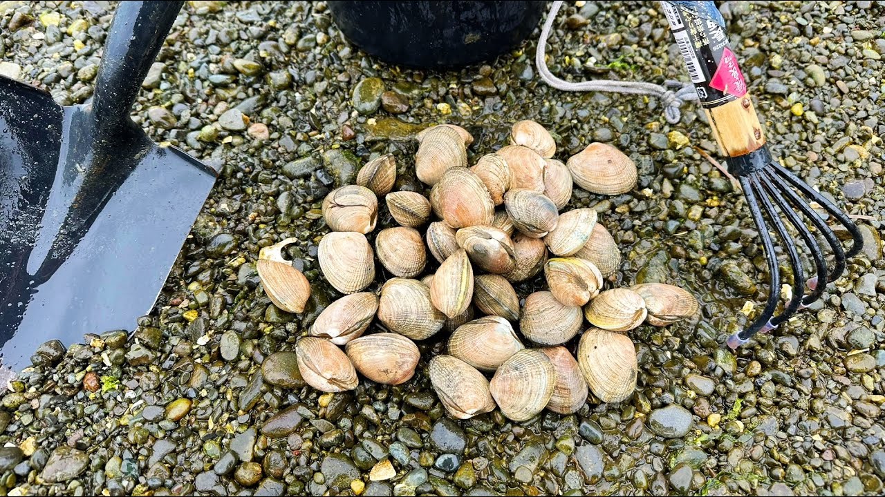Clam digging in the early spring | Puget sound clam digging in Washington State