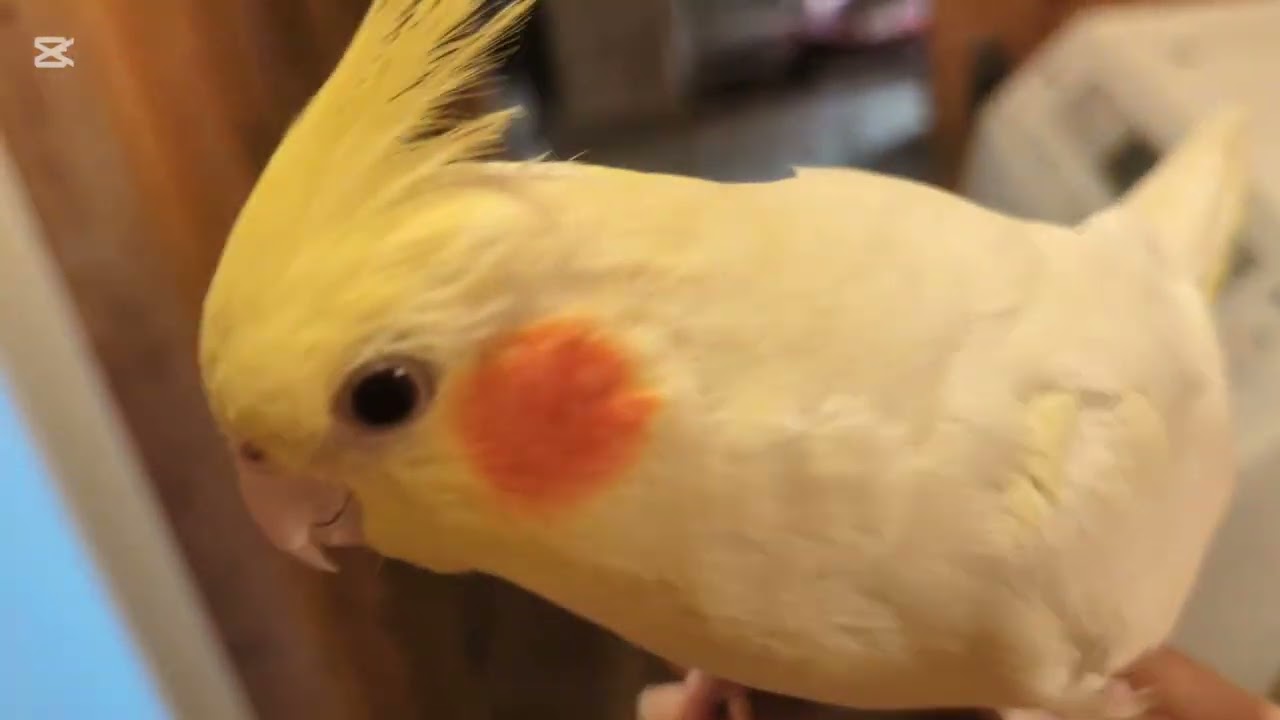 鳥さんたに励まされる毎日