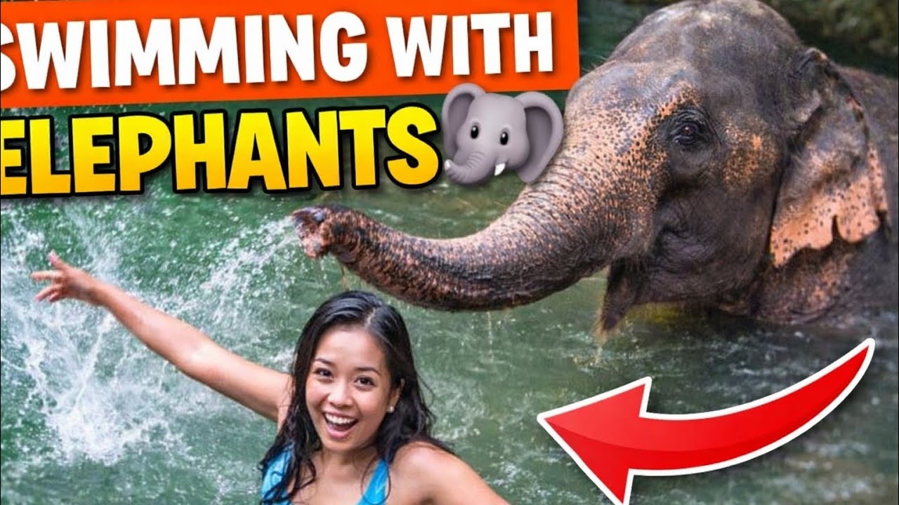 Swimming with Elephants in Koh Chang, Thailand