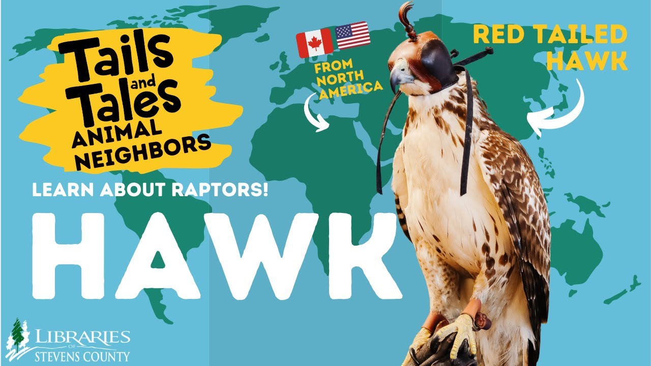 Red-Tailed Hawk - Let's Learn about Raptors!