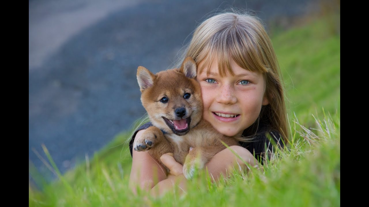 Meeko the Shiba Inu ~ First week together!