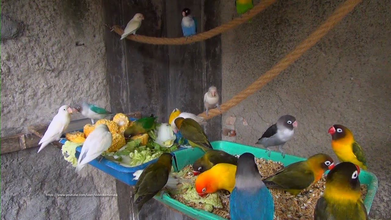 Lovebirds Meal Time - Sunday, June 6th 2021 - Three Young Lovebird Olive Learn to Feed Themself