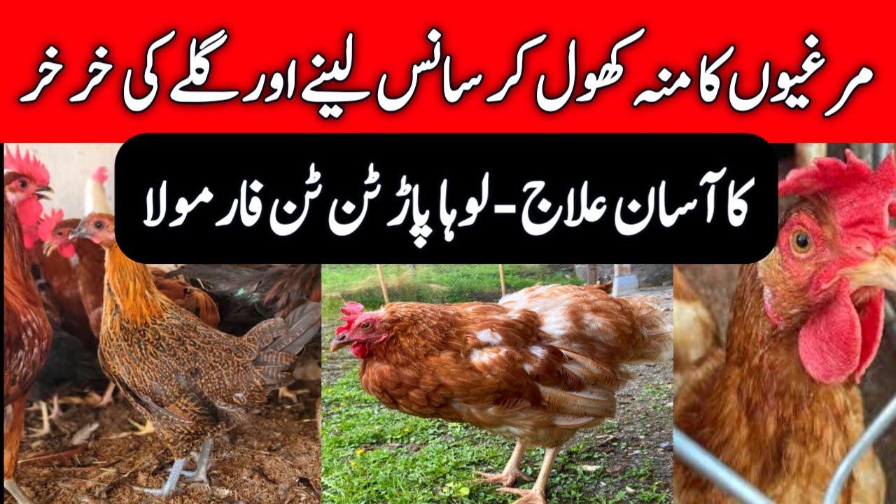 Chicken Throat Diseases Easy Treatment  | Use of Amoxicillin in Poultry | Mini Zoo Birds 