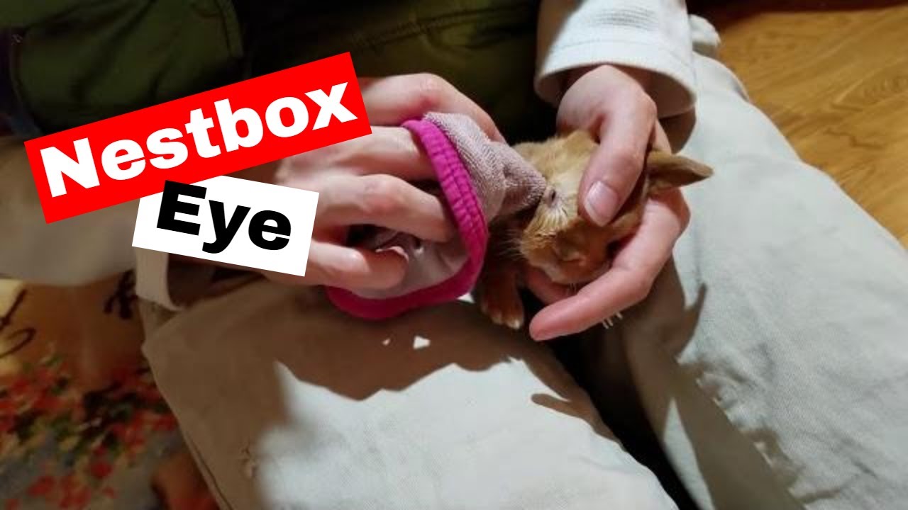 How to Clean Nestbox Eye in Rabbits (Eye Infection)