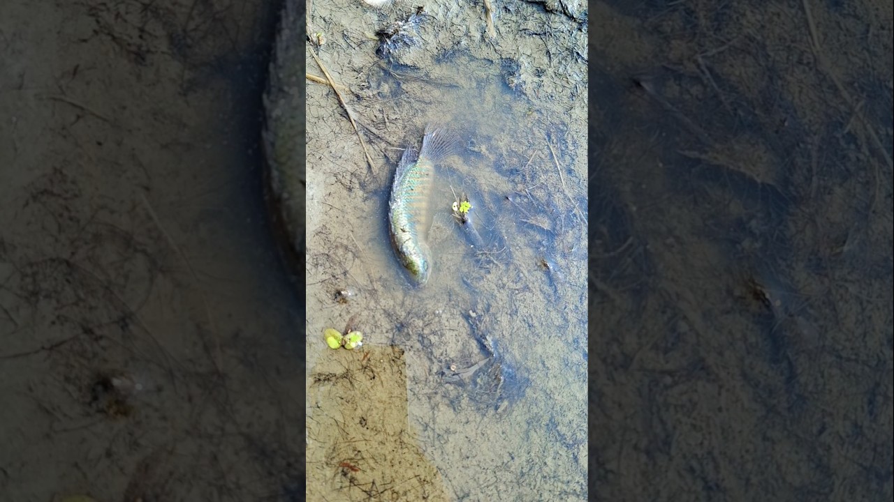 village fishing video #villagefishing #ruralfishing #fishingtips