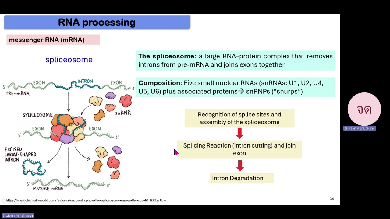 DNA synthesis & RNA synthesis 