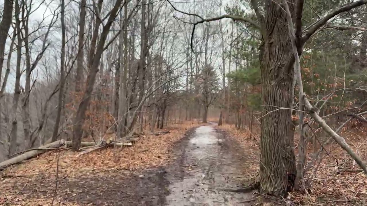 Quiet Winter Woods • A Cold Forest Walk