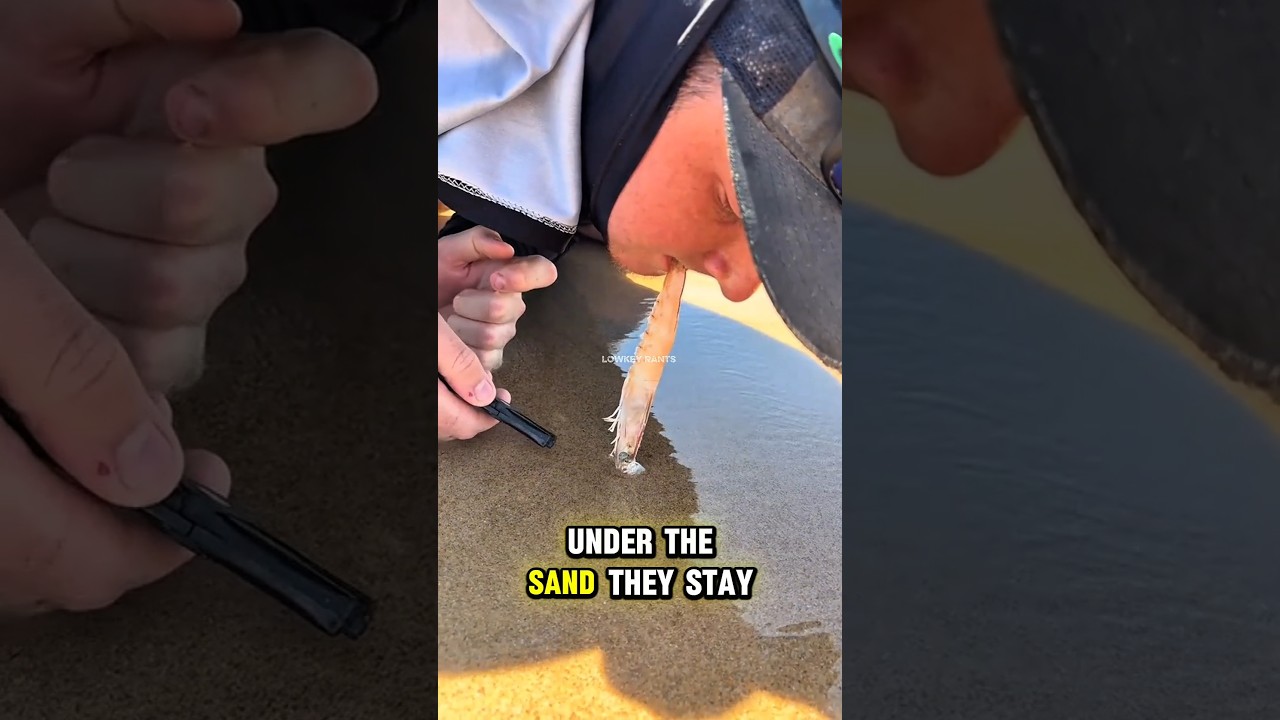 Longest Worm #commentary