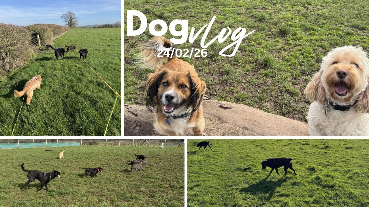 A calm, crazy sandwich kinda day! A day in the life of a dog walker 🐾