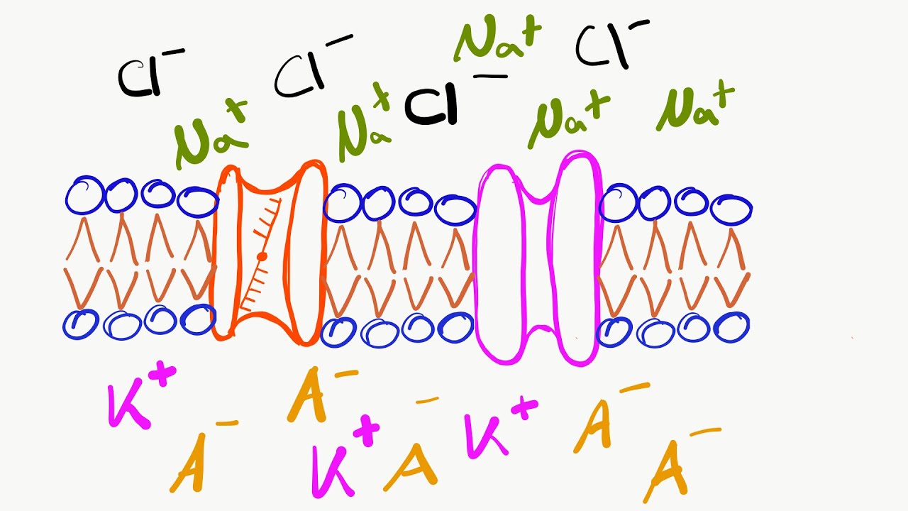 Ruhepotential