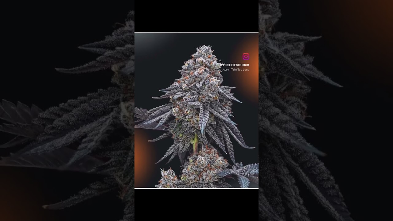Picture perfect buds grown under the Slim 600H NextGen #opticledgrowlights