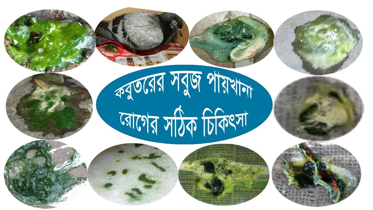 কবুতরের সবুজ পায়খানা রোগের সঠিক চিকিৎসা। সমাধান নিশ্চিত। pigeon green droppings problem treatment