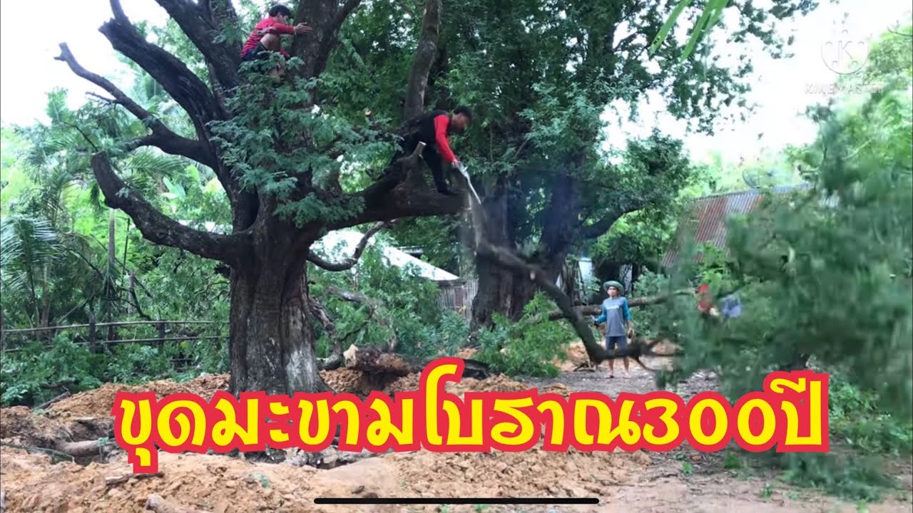 ขุดล้อมไม้โบราณ300ปี