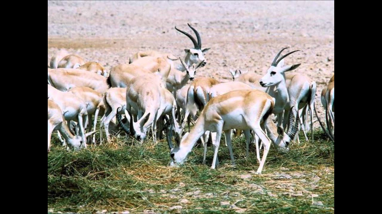فتح الله متاني وعالوم عالوم عالوم