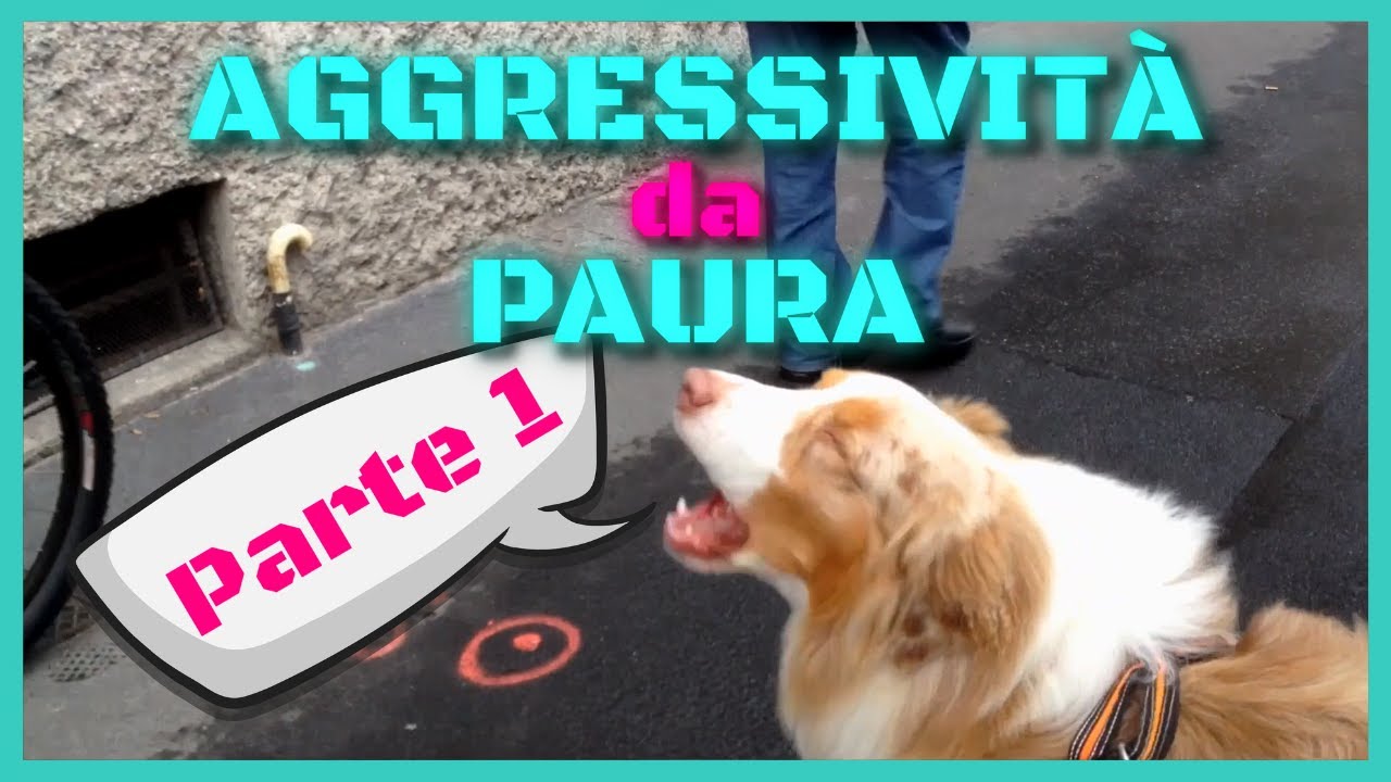 AGGRESSIVITÀ da PAURA - Cane diffidente dell'uomo?? | PARTE 1