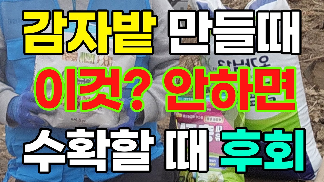 감자 심기전 밭 만들때 이걸 꼭 해주셔야 수확할때 후회하지 않습니다