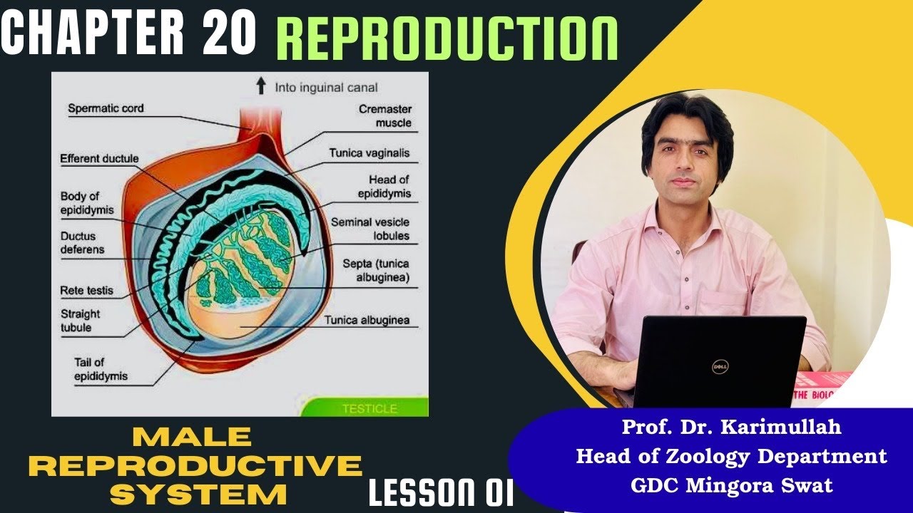 Male reproductive system|Reproduction|Class 12|NMDCAT 2025