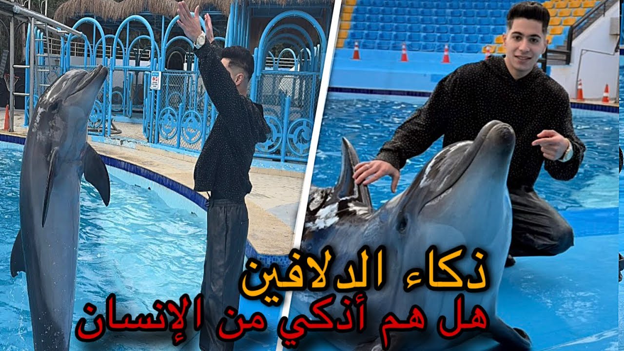 لن تصدق دولفين بيسمع الكلام وبيفهم اكثر من البشر😱💔🐬