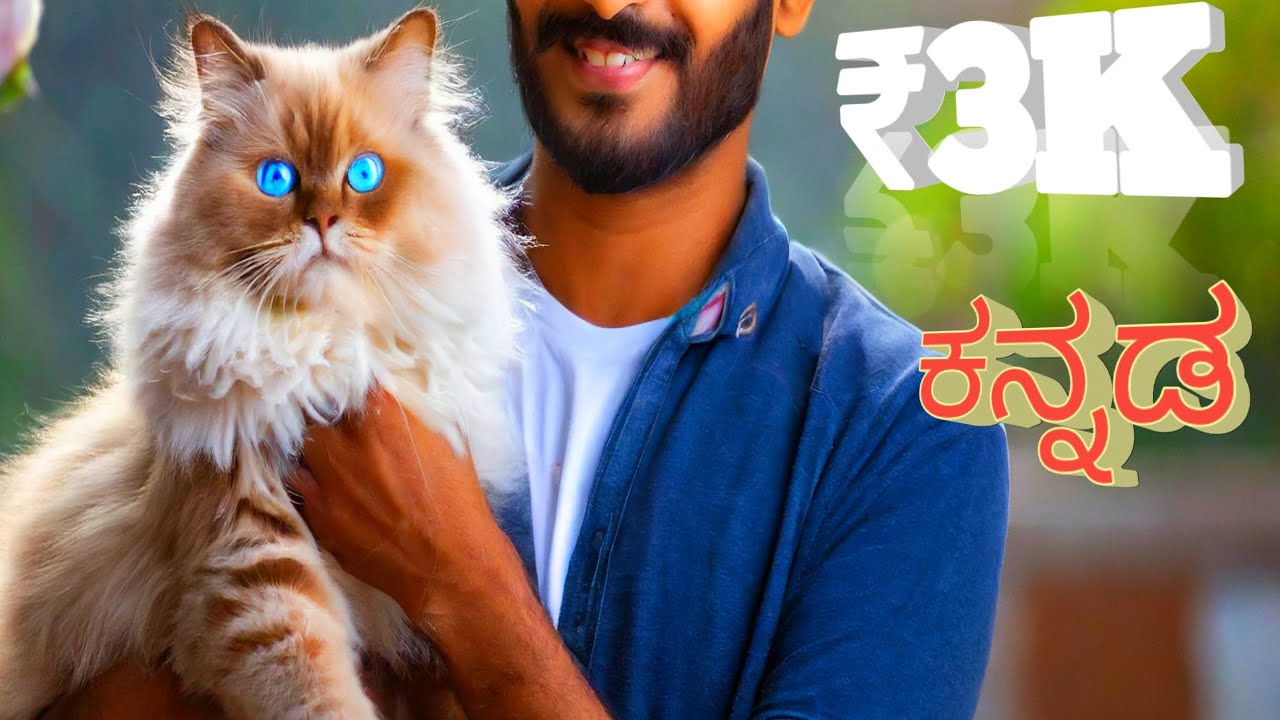 Persian cat sale in Bangalore 2024 persian doll face