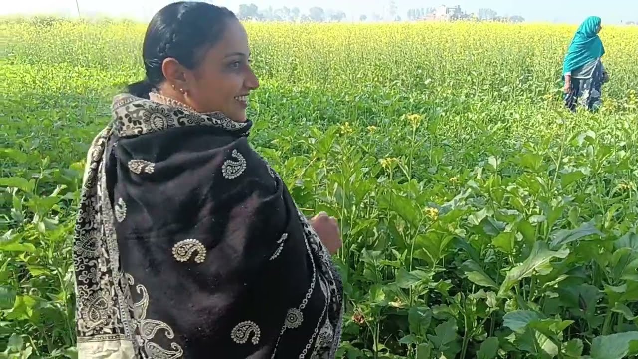 ਸਾਗ ਦੇ ਸ਼ੌਕੀਨ ਨੇ ਜਿਹੜੇ ਇਕੱਠਾ ਕਰ ਲੳਓ ਗਰਮੀ ਲੲਈ#numberdarvlogs 
