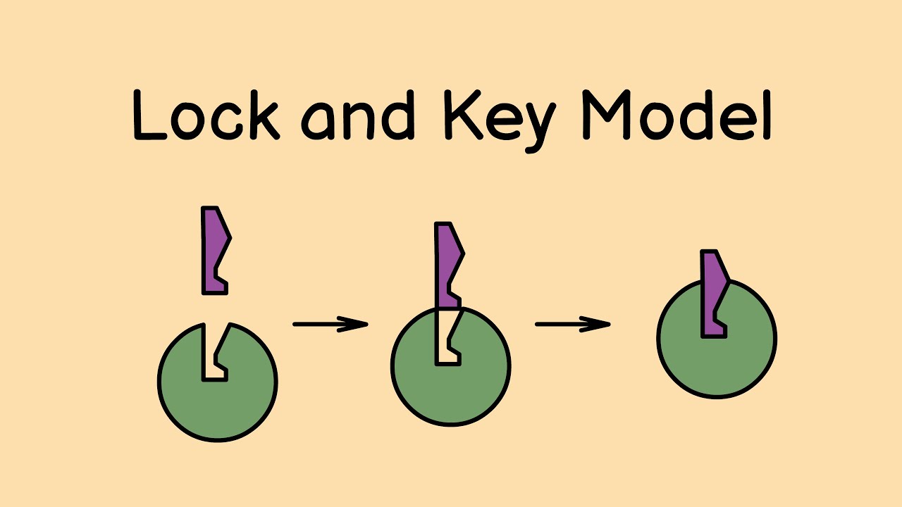 Lock and Key Model Explained 🔓