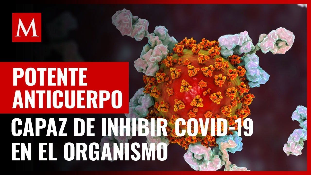 Hallan potente anticuerpo en paciente capaz de inhibir covid-19 en el organismo