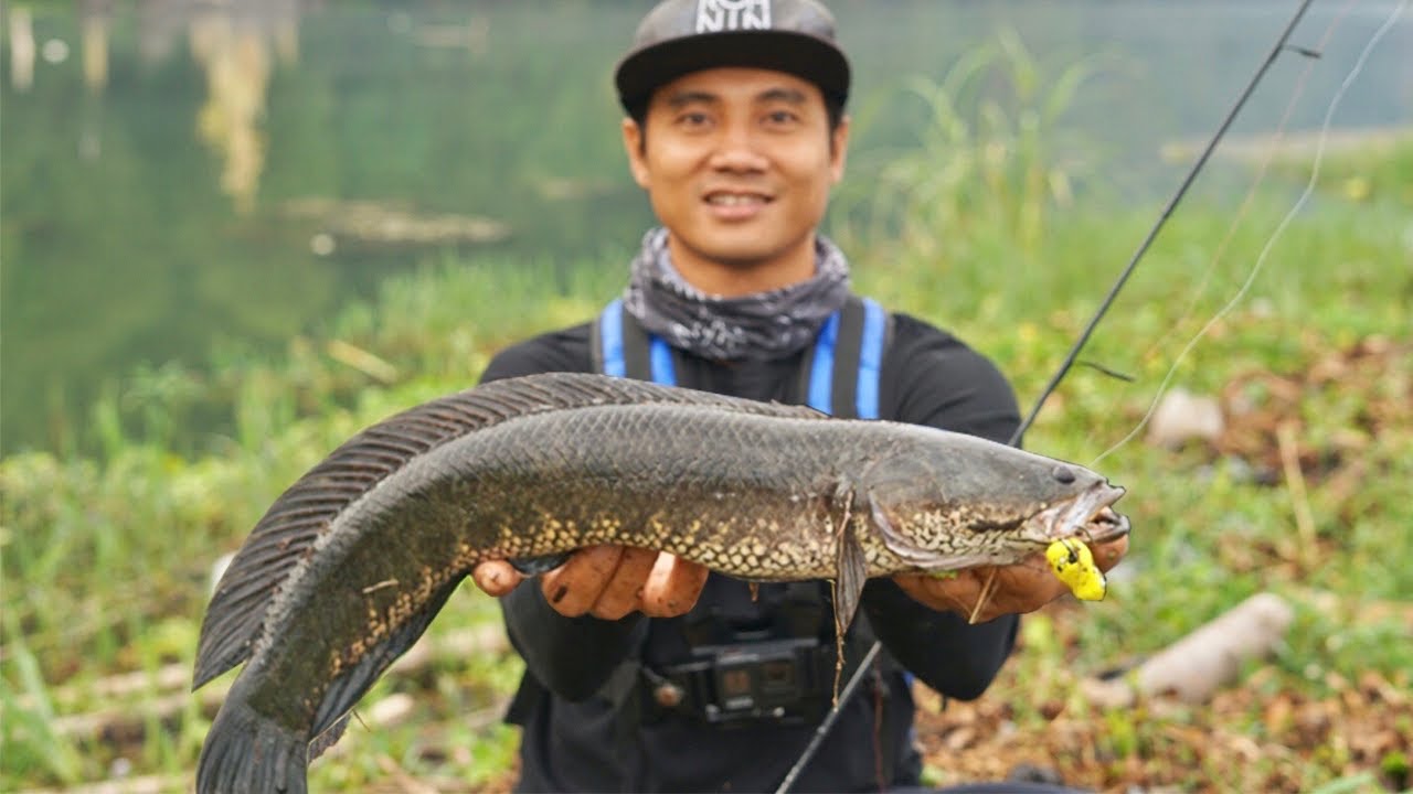 MANCING GABUS BABON DENGAN JORAN UL DI SPOT BERLUMPUR!