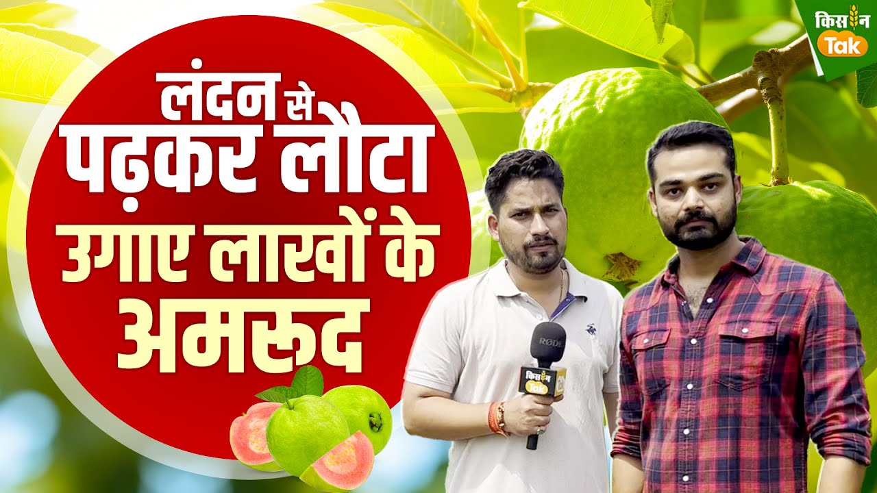 लंदन से किया MBA अब कर रहे हैं थाई अमरूद की खेती | Success Story | Guava Farming | Kisan Tak