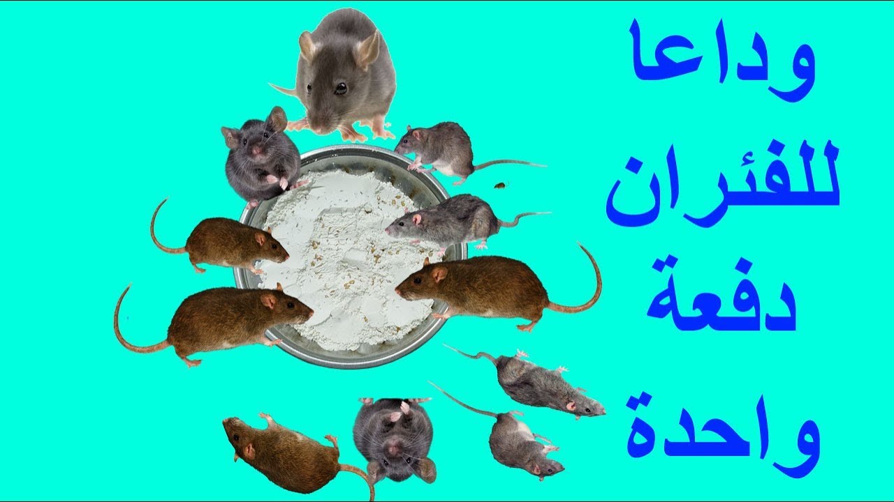 اسرع خلطة فى العالم للتخلص من الفئران دفعة واحدة وعن تجربة 100%