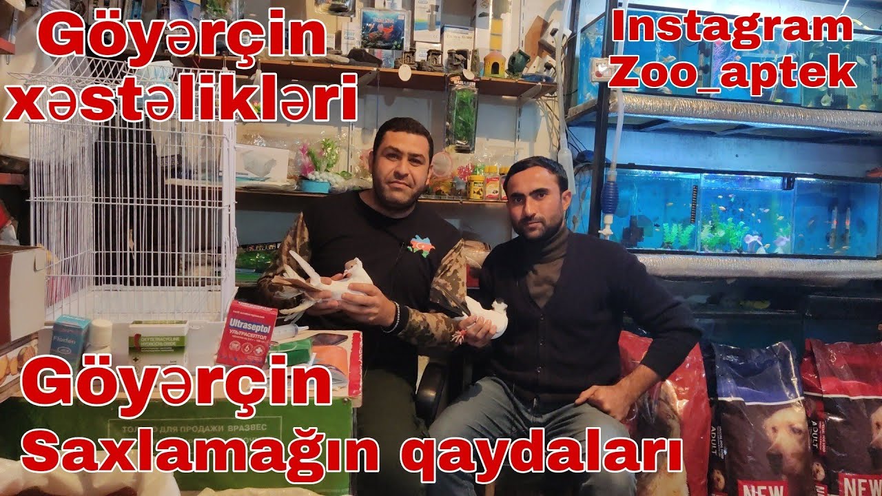 Göyərçin xəstəlikləri. Göyərçin saxlamağın qaydaları #goyərcin #mubarizemintv