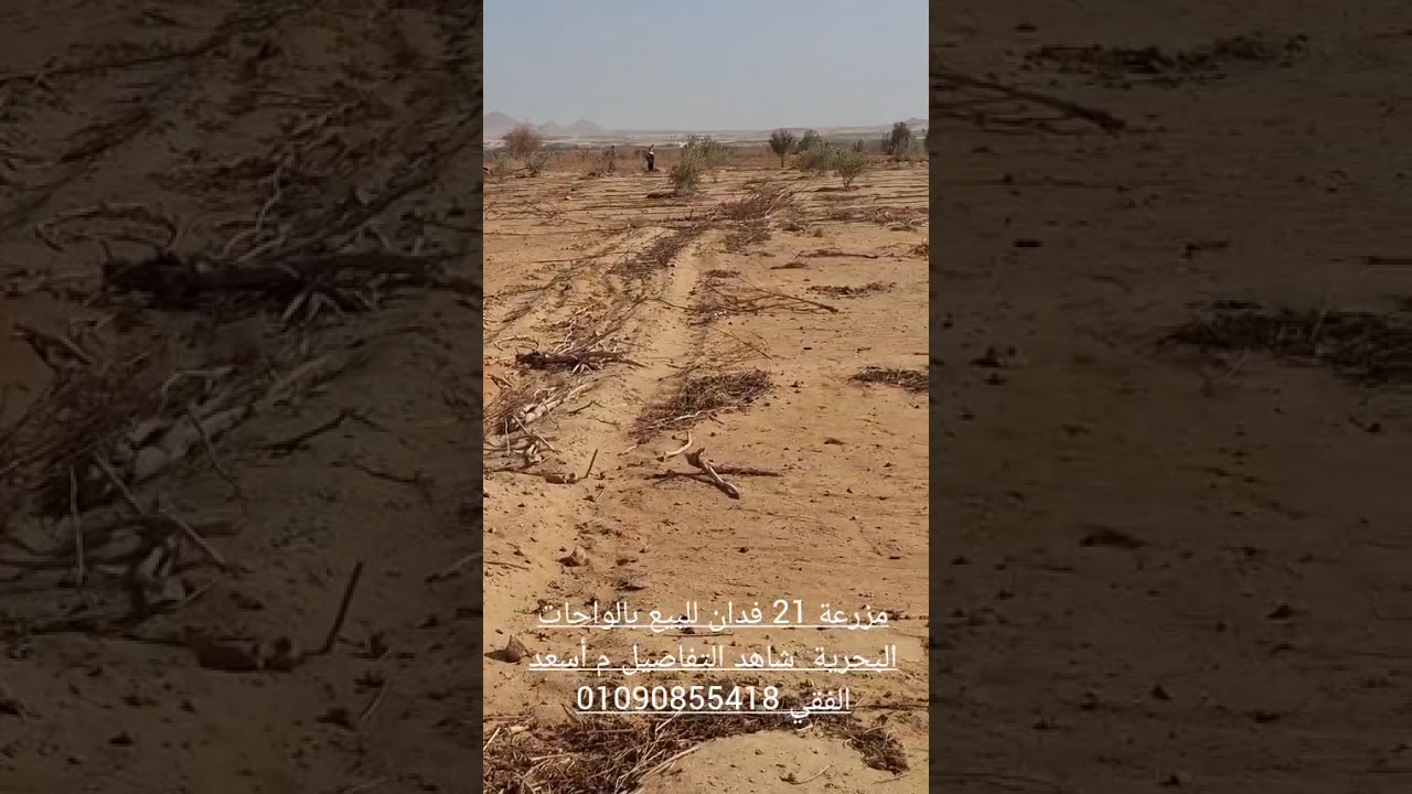 مزرعة 21 فدان بالواحات البحرية  للبيع  تابع للنهاية وشوف كافة التفاصيل م اسعد الفقي 01090855418