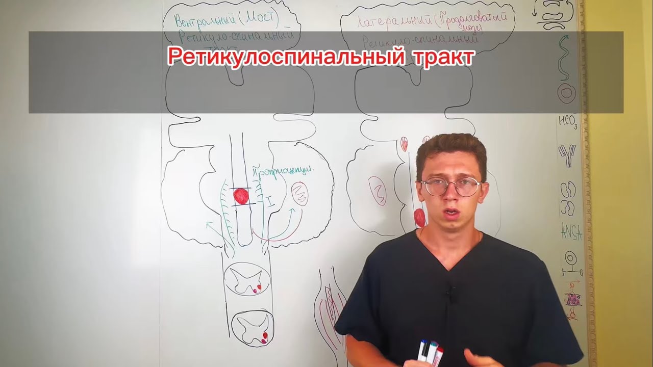 Ретикулоспинальный путь: Мост между мозгом и движением