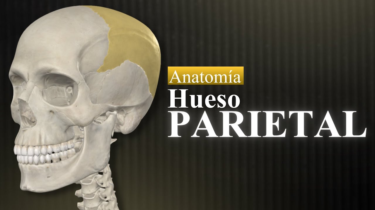Hueso parietal: Caras, bordes, ángulos y puntos craneométricos | Anatomía