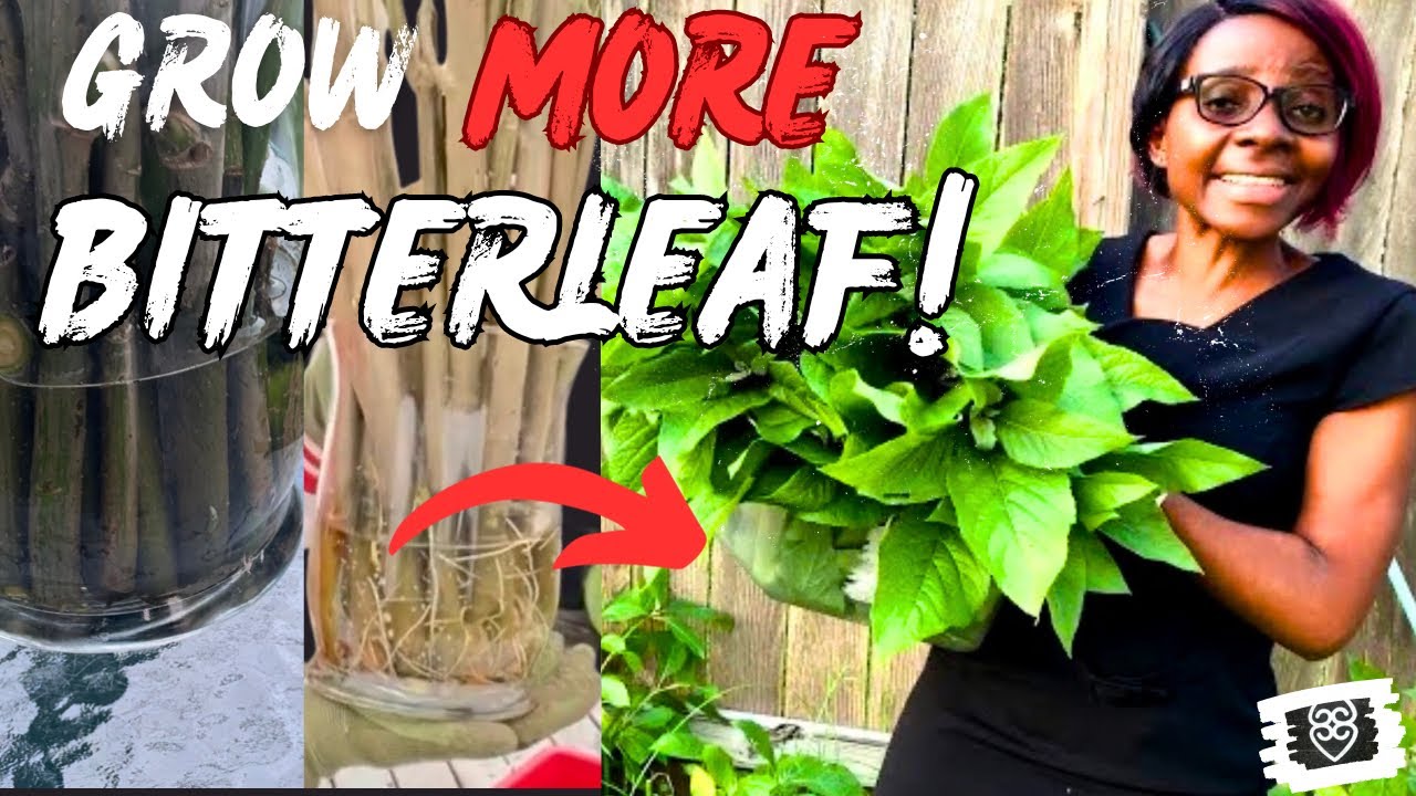 How to Grow More Bitterleaf in a Home Garden (COMPLETE Growing Guide from Cuttings to Harvest)