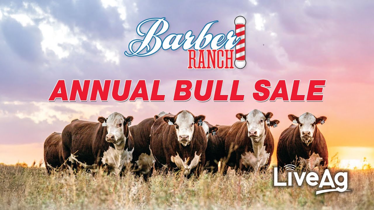 Barber Ranch Bull Sale-  Selling Hereford bulls, bred heifers & Angus bulls from Express Ranches.
