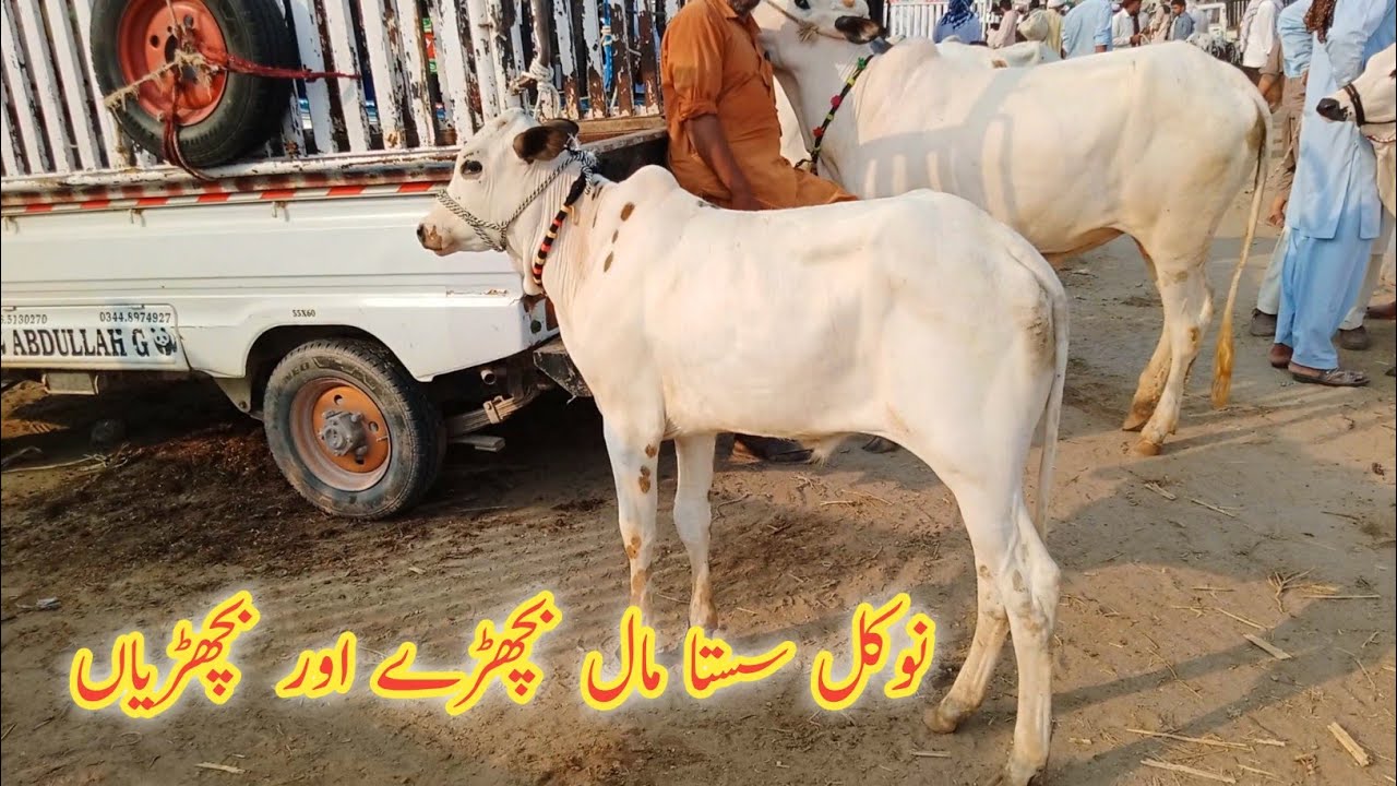 Talagang Mandi Latest Update /beautiful dhani dasi  Miy breed cow calf rates/Fateh jangi bull rates 