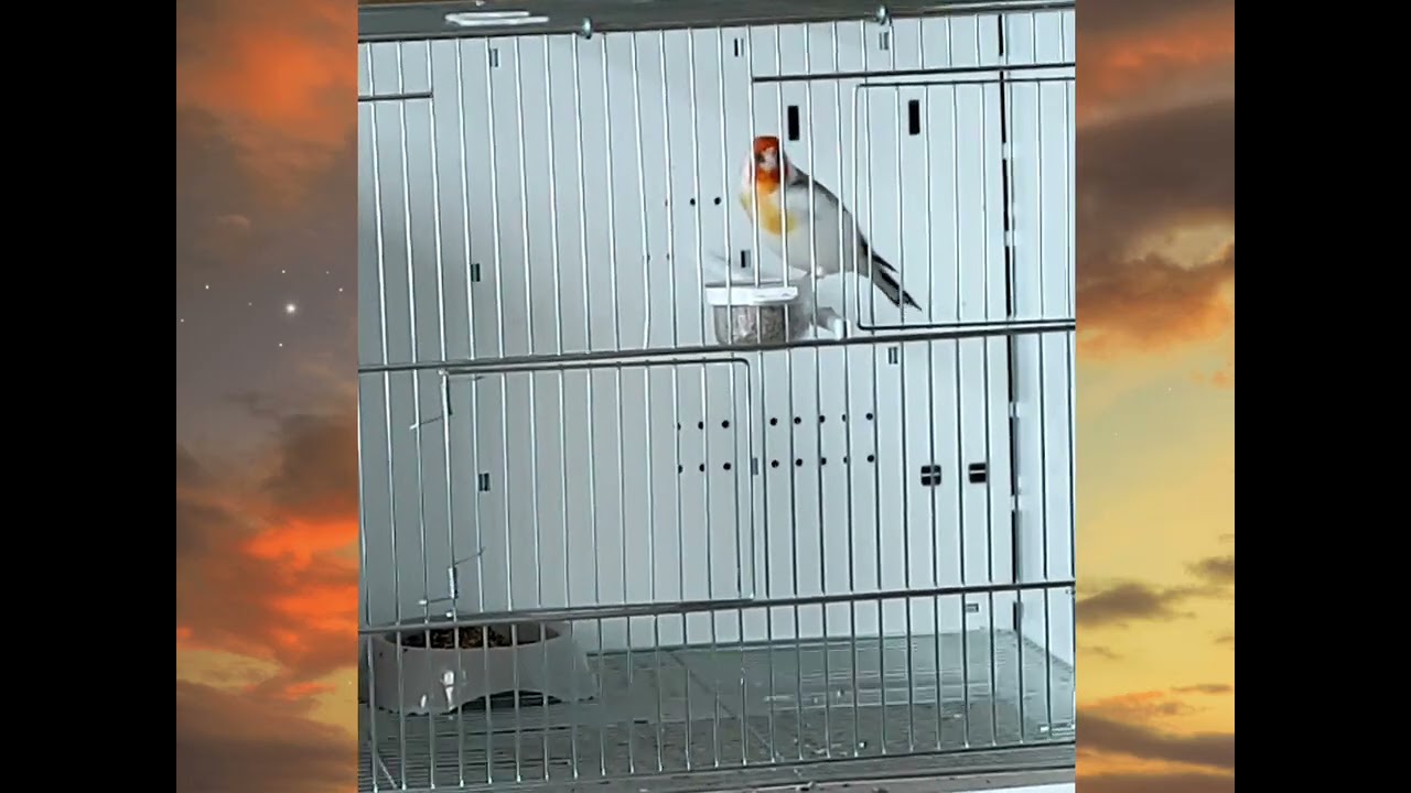 Chant chardonneret Major