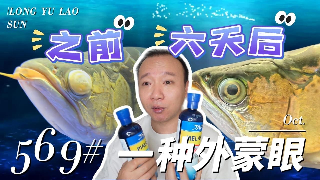 #569  龙鱼蒙眼&mdash;&mdash;外蒙的一念天堂一念地狱