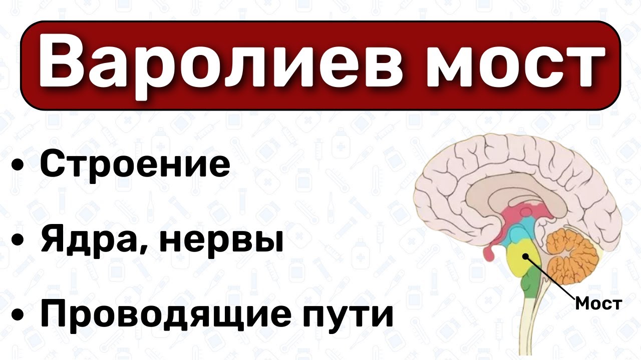 Варолиев мост анатомия: строение варолиева моста, анатомия мозга