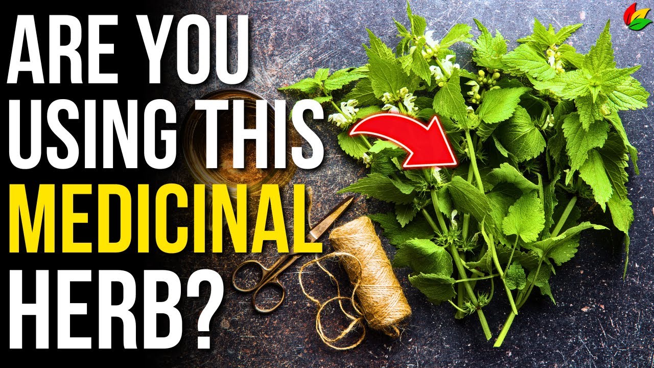 6 Health Benefits of Nettle | Benefits of Stinging Nettle Root to Know